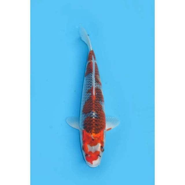Goshiki Pola - 32cm
