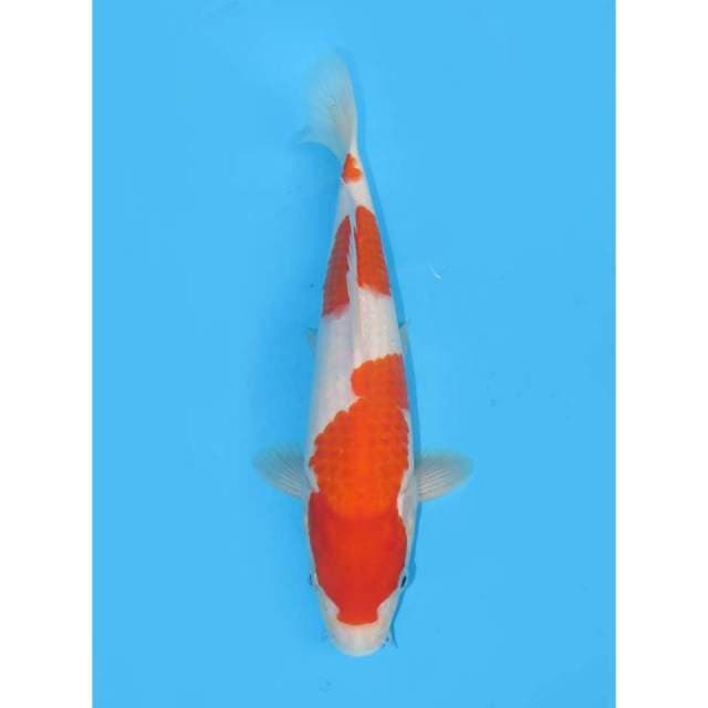 JT Sandan Kohaku - 25cm