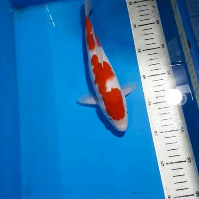 kohaku 26cm