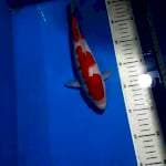 kohaku 26cm