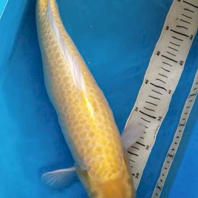 Ogon f1 50BU