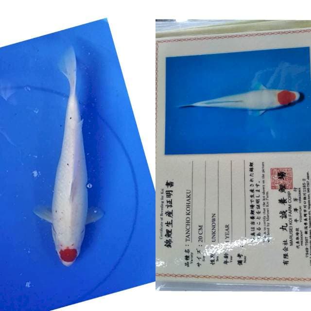 Tancho import marusei