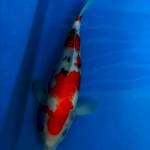 Sanke 33 cm