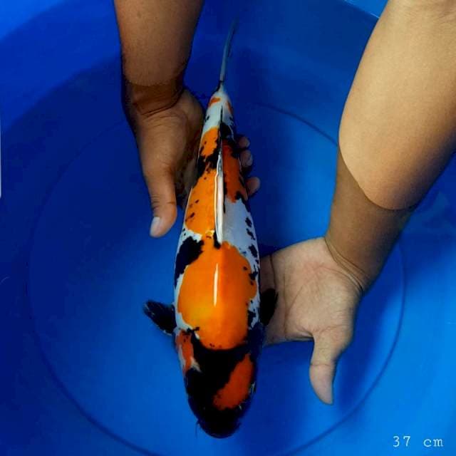 Doitsu showa 37 cm