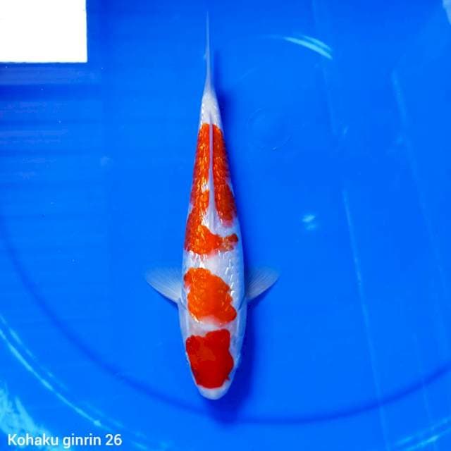 Kohaku ginrin 26 