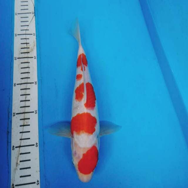 KOHAKU