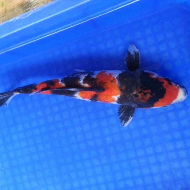 Showa 32cm