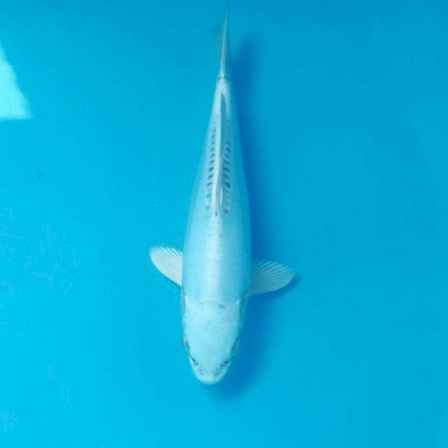 Doitsu Titanium, Male 24 cm