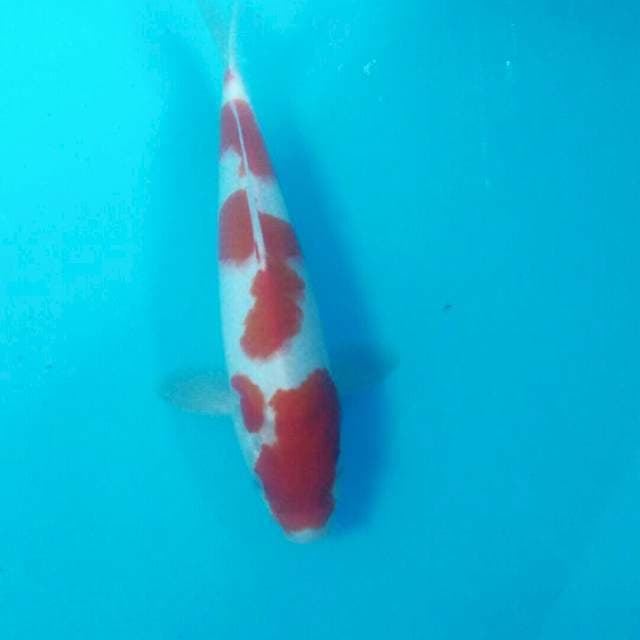 Kohaku, 27 cm