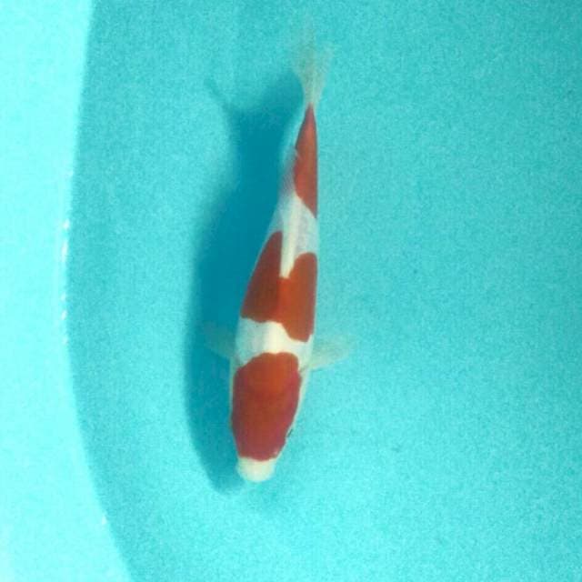 Kohaku Doitsu Murni, suspect male 21 cm