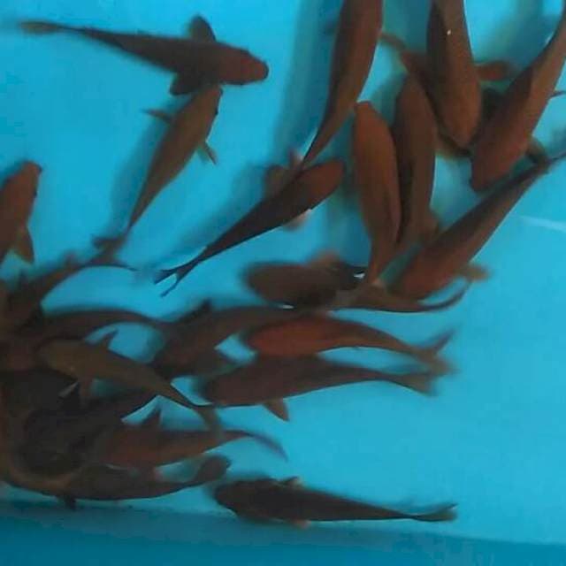 Tembaga 25 ekor