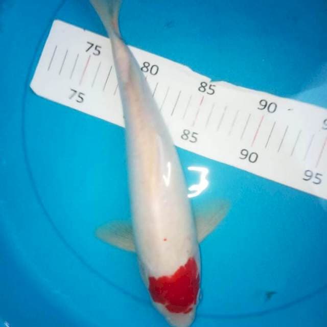 Tancho bulky ori 29cm 