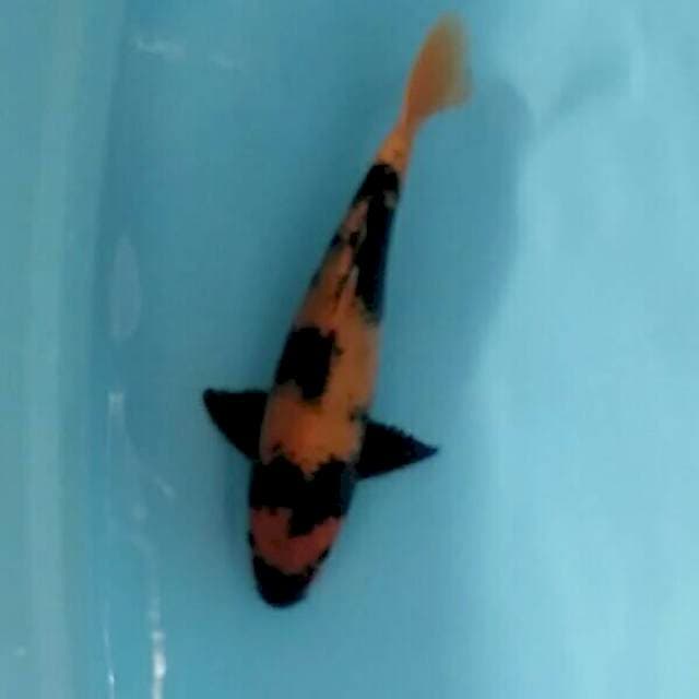 Hi itsuri 31 cm