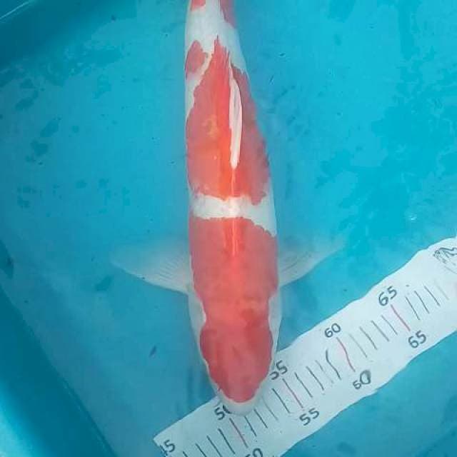 Kohaku male 46 cm