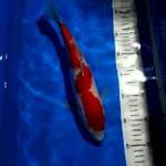 KOHAKU CALON JUMBO 32 CM