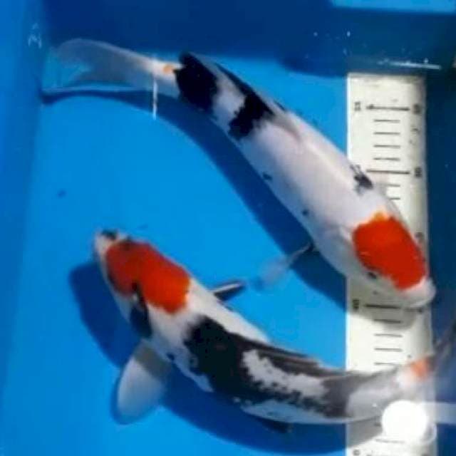 sepasang tancho showa 31cm