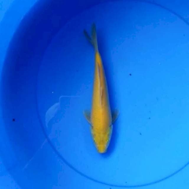 Karashi mata merah berpunuk 25 cm