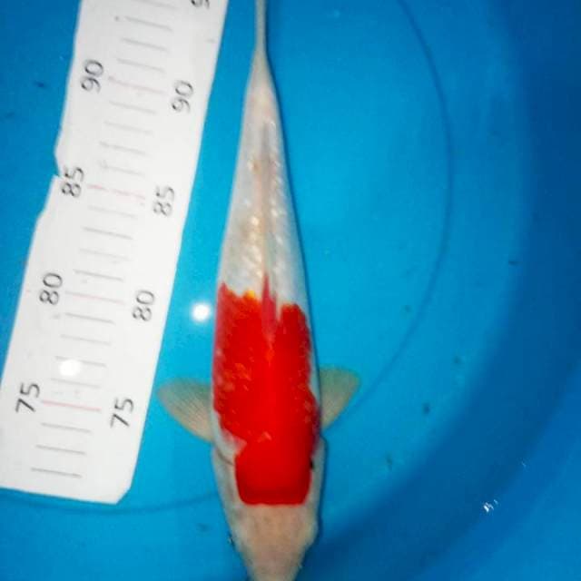 Kohaku gindrin 33bu bulky