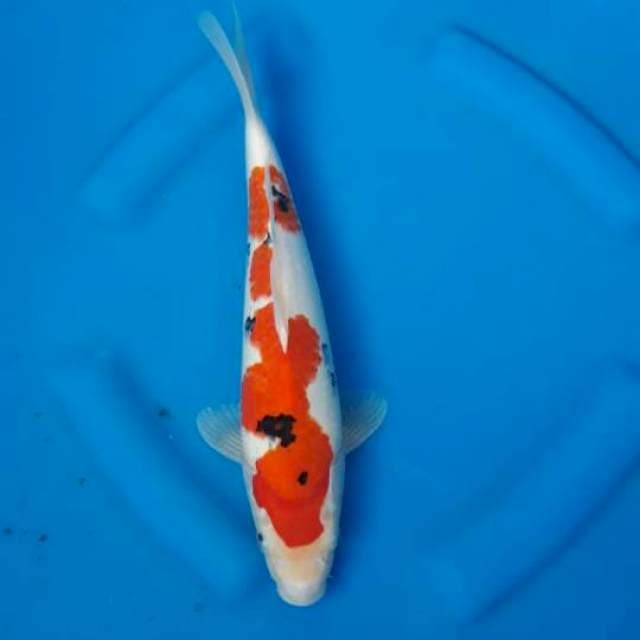 Sanke 31cm