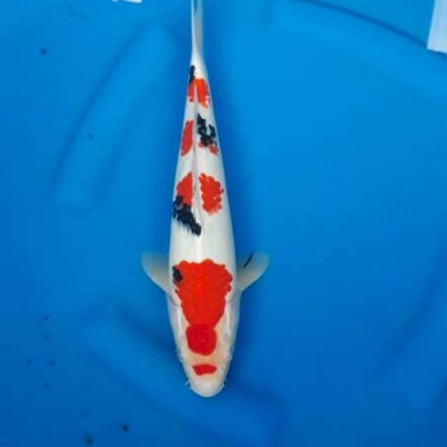 Sanke ori istimewa 29cm