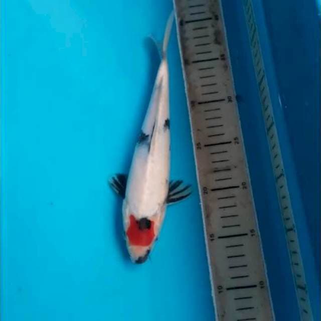 Tategoi Showa calon jumbo 30cm