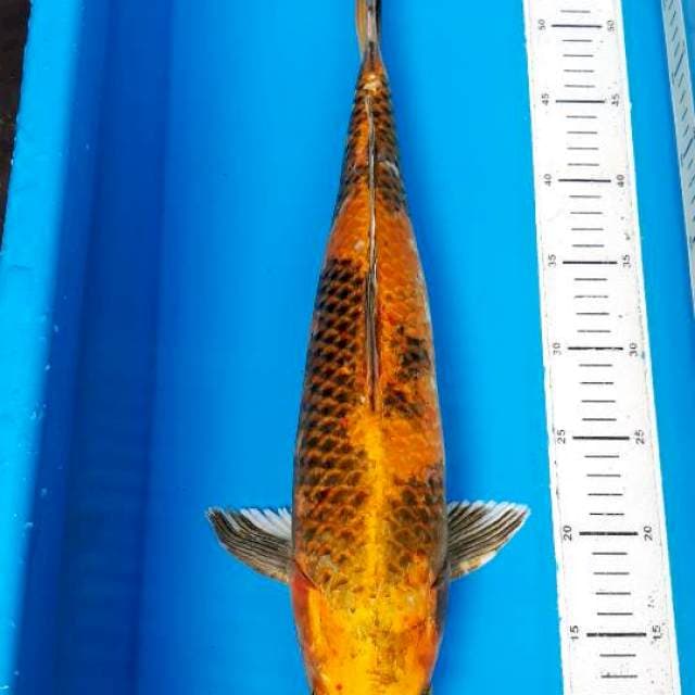 Ki utsuri 47 cm