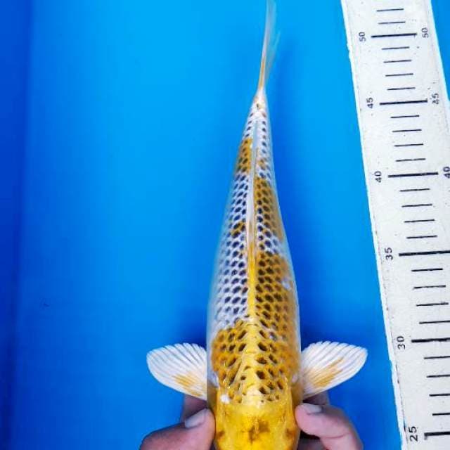 Hariwake male 30 cm