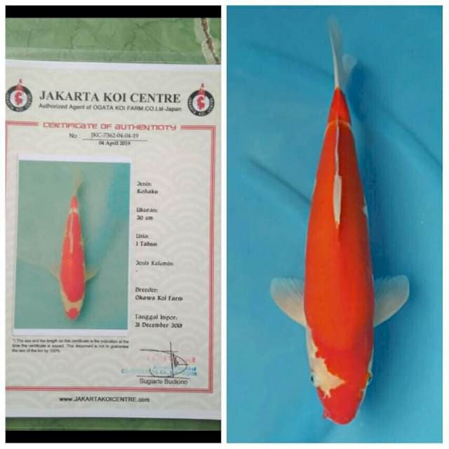 Okawa Kohaku