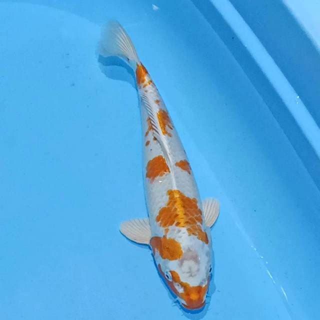 Hariwake ceplok ori