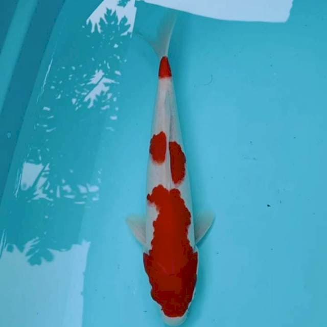 Kohaku step