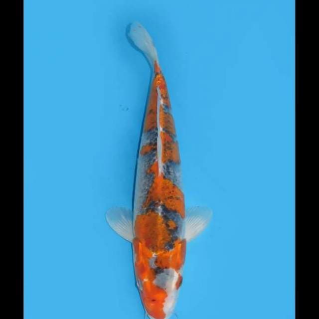 Tosai Goshiki Ori - 33cm Male