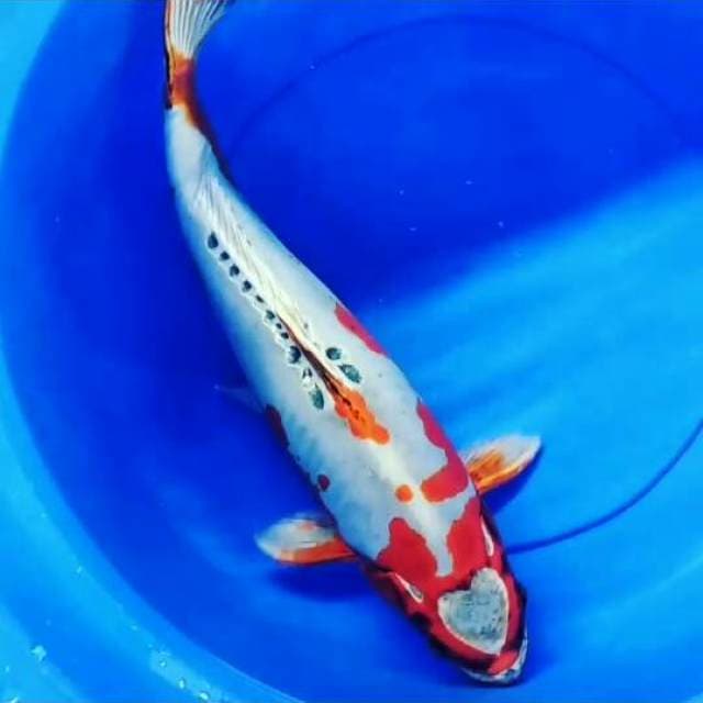BENIKIKO LOVE 50 CM