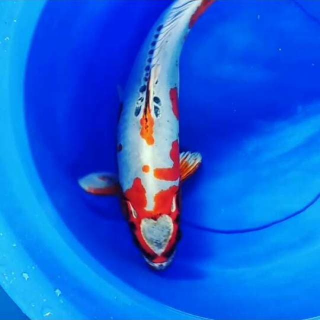BENIKIKO LOVE 50 CM