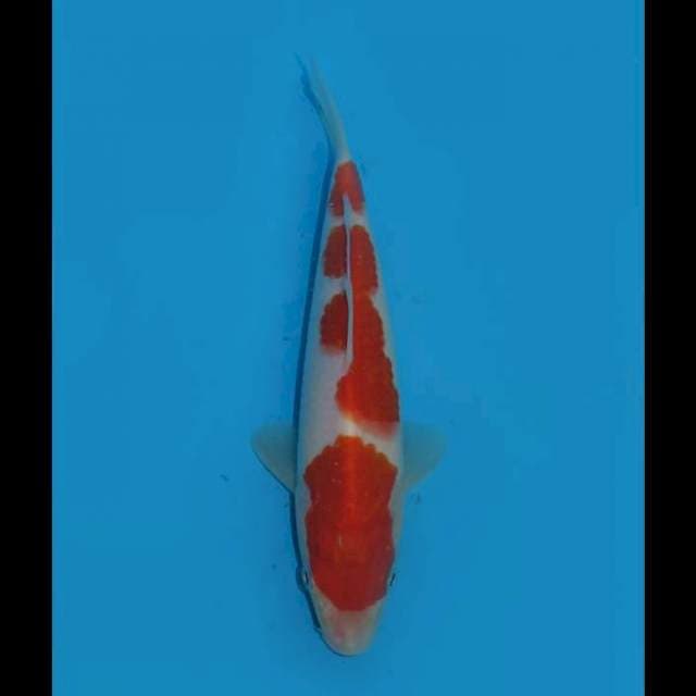 SQ Kohaku Ori - 20cm Male 