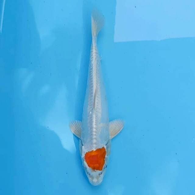 Tancho doitsu fulhikari