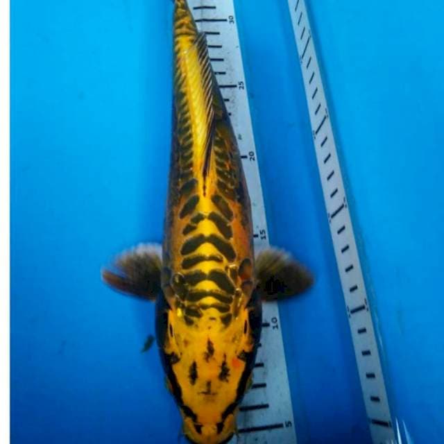KIN KIKO ANTIk 30 cm