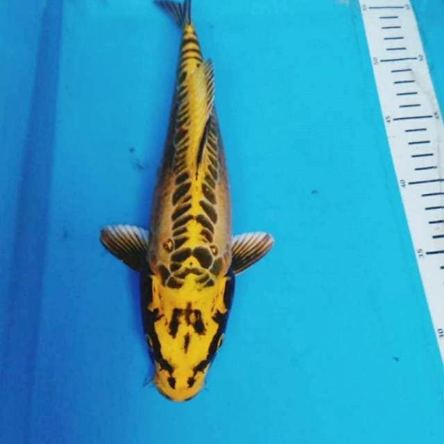 KIN KIKO ANTIK 31 cm