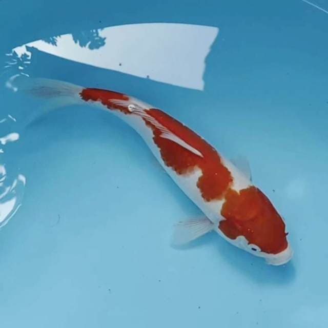 Kohaku 