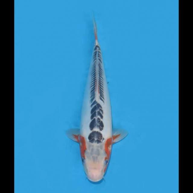 Shusui Ring Rapi - 35cm Male 