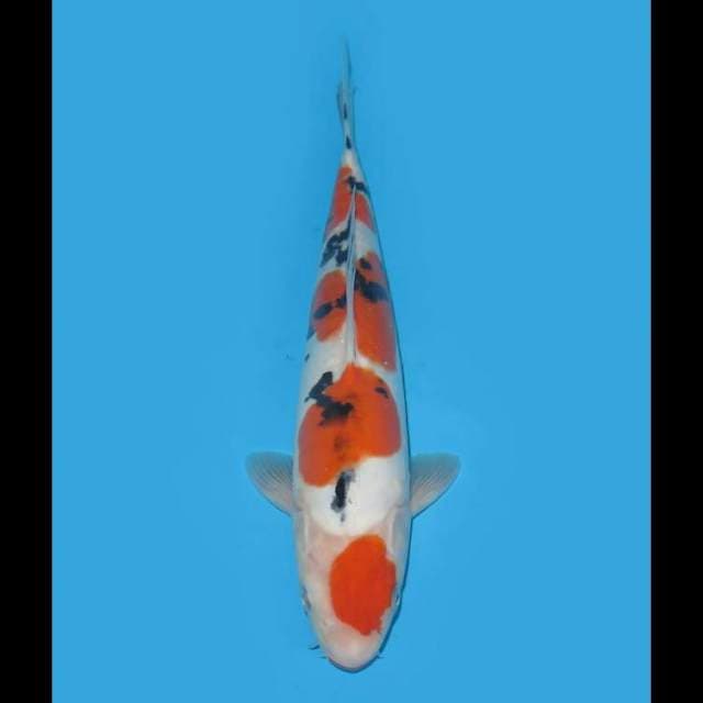 Doitsu Murni , Good Patern Ori - 28cm Male
