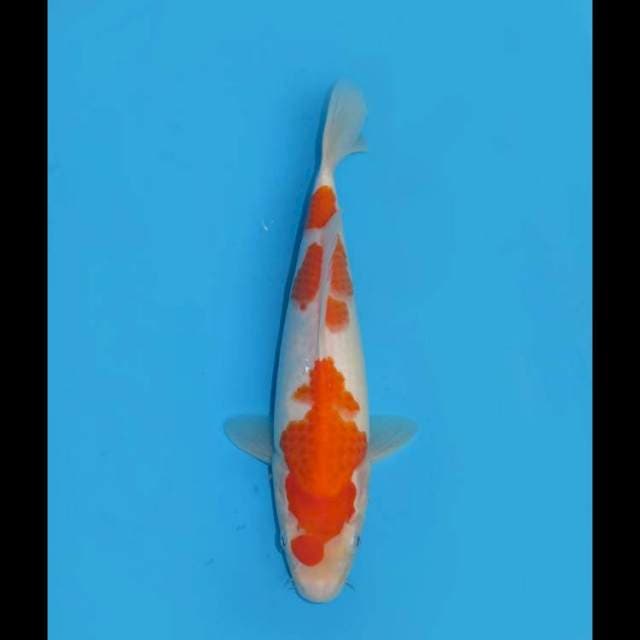 Supernova Kohaku - 28cm Male 