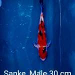 Sanke, Male 30 cm