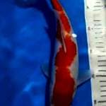 kohaku 32cm
