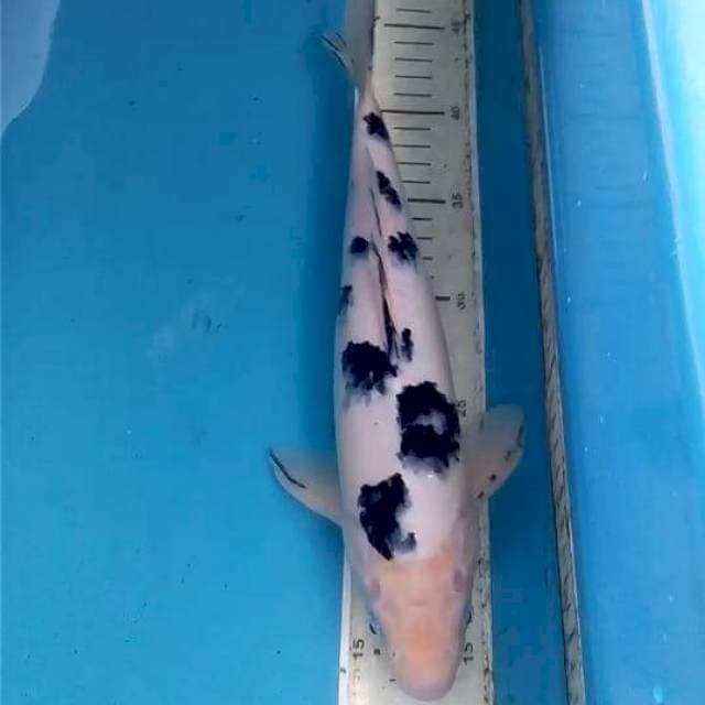 Bekko 30 cm Male