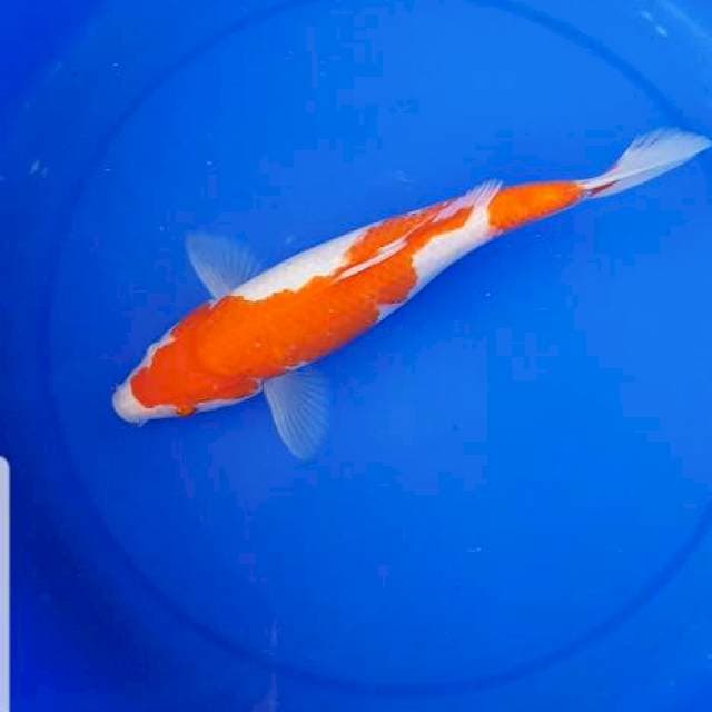 Kohaku