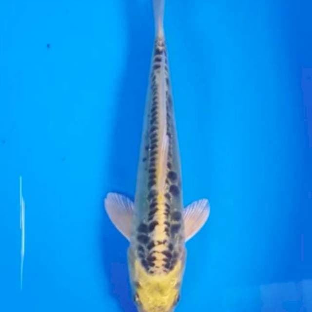Koi Import Serty Marusei Jenis Kin Matsuba Doitsu
