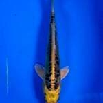 Koi Import Serty Marusei Jenis Kin Matsuba Doitsu
