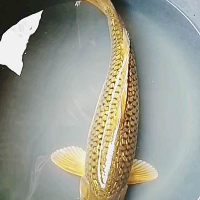 Midori ginrin 42 cm ml