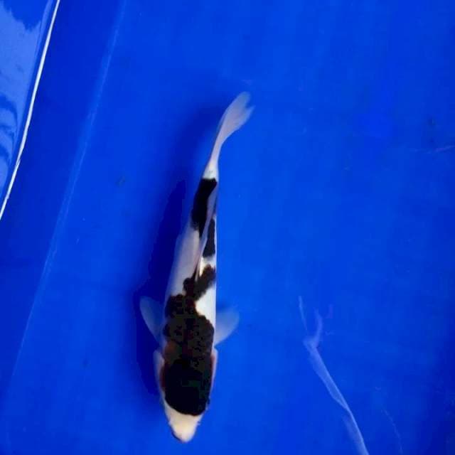 BUDO GOROMO