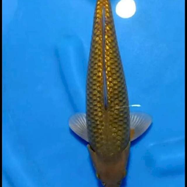 Chagoi..ginrin35cm mengkilap